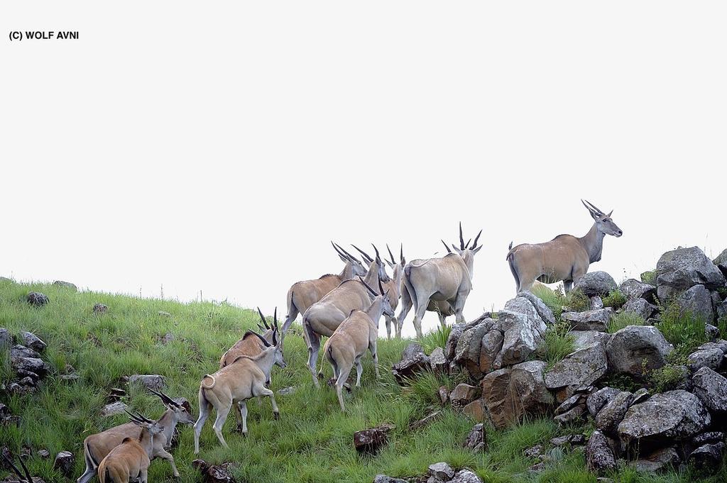 Giantscup Wilderness Reserve Underberg Eksteriør billede